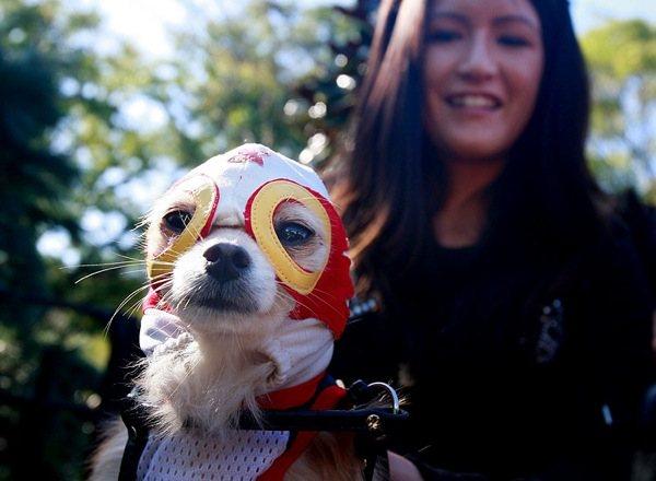 Halloween Dog Parade