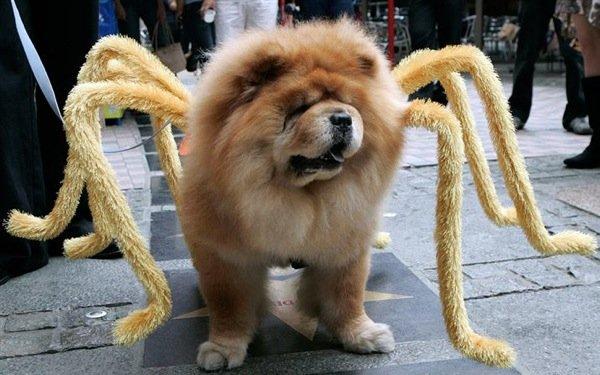 Halloween Dog Parade