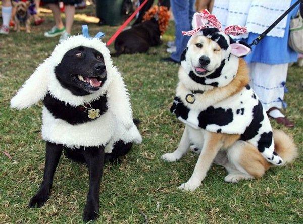 Halloween Dog Parade