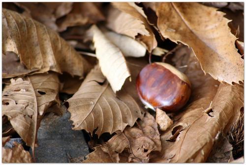 Chataignes et feuilles d'Automne