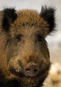 Dans nos jardins, la nuit ... sanglier