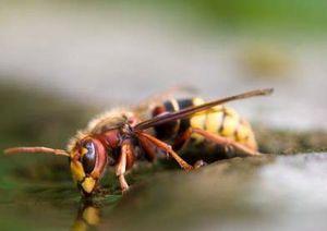 Dans nos jardins, la nuit ... frleon