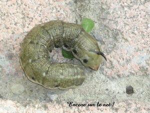 Dans nos jardins, la nuit ... Photogg_001