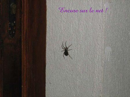 Dans nos jardins, la nuit ... araignnee