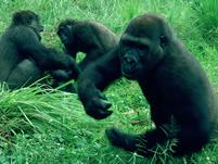 L’UNESCO s’inquiète pour Parc national Virunga, site patrimoine mondial