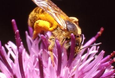 Abeille butinant une fleur de centaurée (photo C. Cornu)