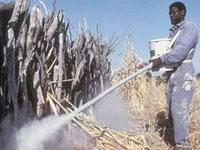 Pesticides