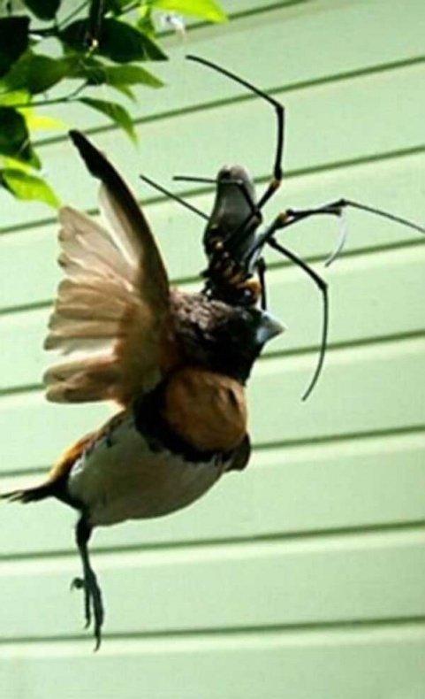 Une araignée mange un oiseau