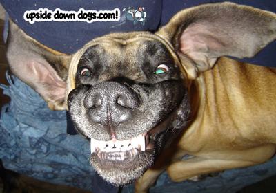 Upside Down Dogs: série photo de chiens retournés