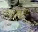 vidéo caresse guépard homme peur