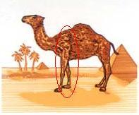 Camel_m