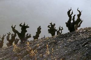 Vignoble Berlou Vignoble de Berlou