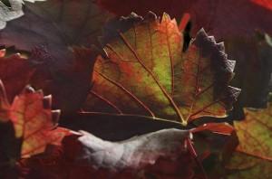 Feuille d automne feuille d'automne