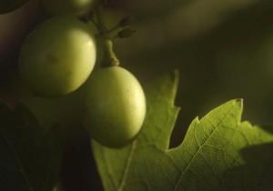Jeune raisin jeune raison