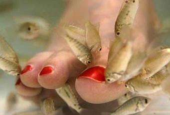 Fish pedicure