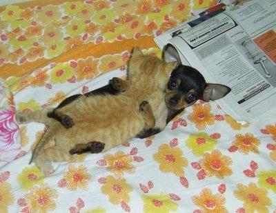 210° De l'usage de l'humour en politique.