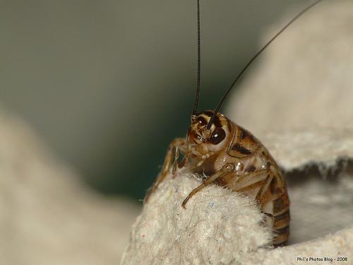 Elevage