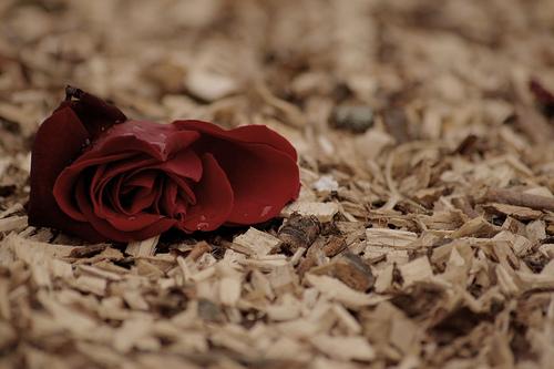 Lonely_rose