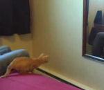 Quelques vidéos insolites (Vol 104) vidéo chat miroir