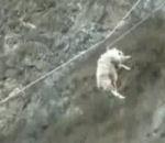 Quelques vidéos insolites (Vol 104) vidéo mouton tyrolienne