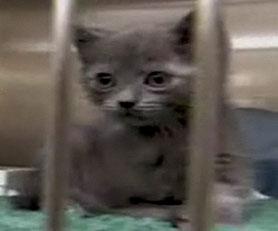 Petit chat maltraité Petit chat