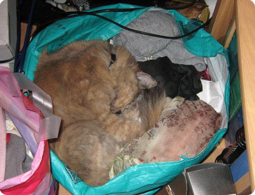 Pourquoi il y a des poils...