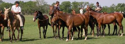 cheval polo1 Comment Jacques Chirac a fait découvrir les criollos aux Haras de Pompadour photo cheval
