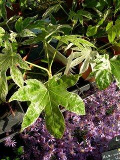 À decouvrir : Fatsia japonica 'Spider's Web'