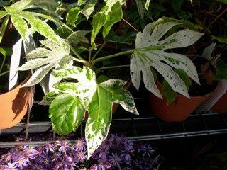 À decouvrir : Fatsia japonica 'Spider's Web'