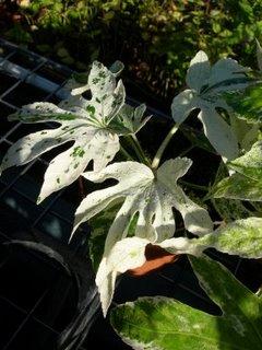 À decouvrir : Fatsia japonica 'Spider's Web'