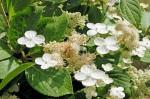Priere hydrangea.jpg