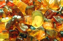 Découverte : du plancton marin fossilisé dans l'ambre ambre