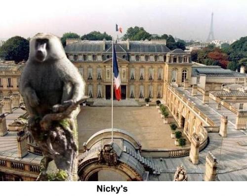 Sciences : les singes décideurs sont ils l’avenir du libéralisme économique ? neutre2.jpg