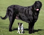 Samson et un camarade de jeu