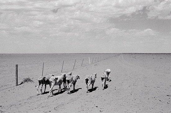 Sécheresse en Australie