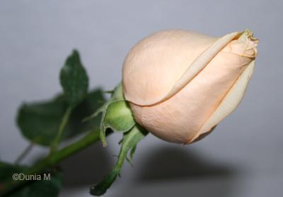 Sentiments 221108rose.1227343712.jpg