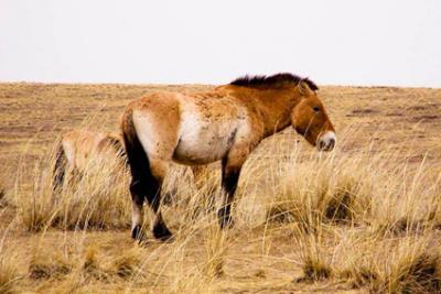 Article : Le cheval de Przewalski
