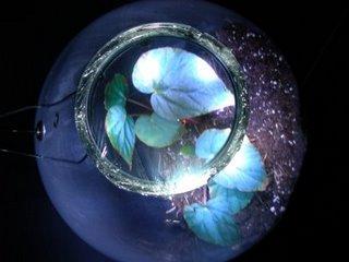 Begonia bleu, un reve devenu realite