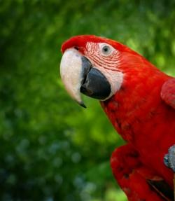 Un perroquet en fuite appelle ses propriétaires Perroquet