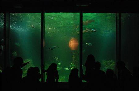 Ocean World Digle-aquarium