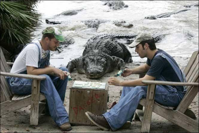 Fans de scrabble Fans de scrabble