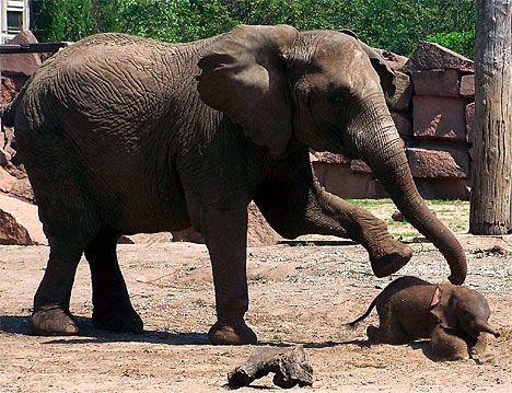 Un éléphant en colère