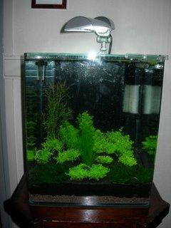 Aquarium Nano 30 l, premier bilan