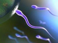Comment améliorer la qualité du sperme
