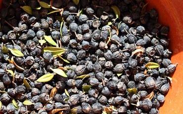 Myrtle_myrte_murta Myrtle_myrte_murta