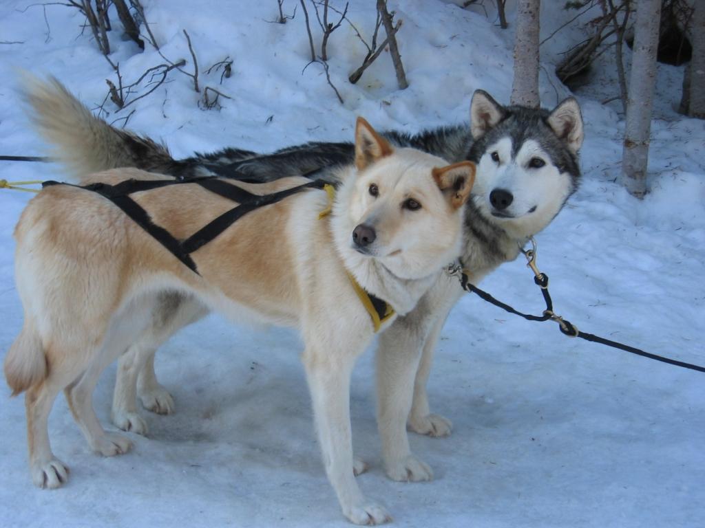 Les Saisons - Page 6 Faire-hiver-quebec-L-1
