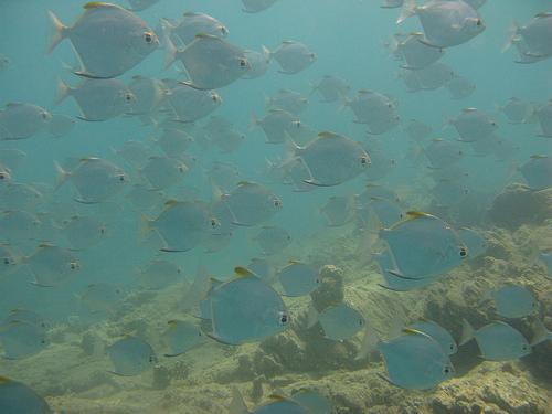Underwater au Kuendu beach IMG_4044
