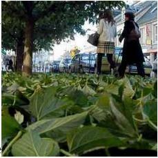 Pour être dans le vent... feuilles.JPG