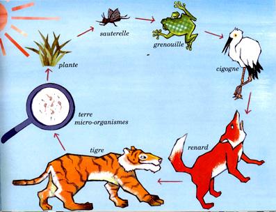 Article : Le Tigre mange-t-il de l’Herbe ? Article : Le Tigre mange-t-il de l’Herbe ?