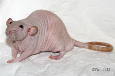 Athos rat mâle nu dumbo de 20 mois
